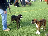 1� mejor cachorro (oscuro) y 2� mejor cachorro