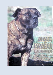 Canina Murciana Juez: 