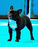 GINEBRA DICORCI,GINES FERNANDEZ