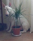 esto despues de romper una planta jajaja