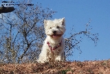 Ma�k. Un westie en el campo.