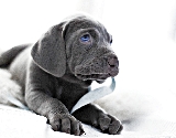 Baby Weim