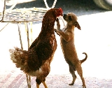 Chihuahua y gallina