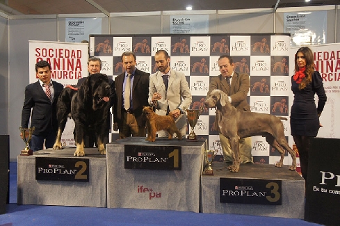 Canina Murciana Juez: 