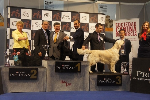 Canina Murciana Juez: 