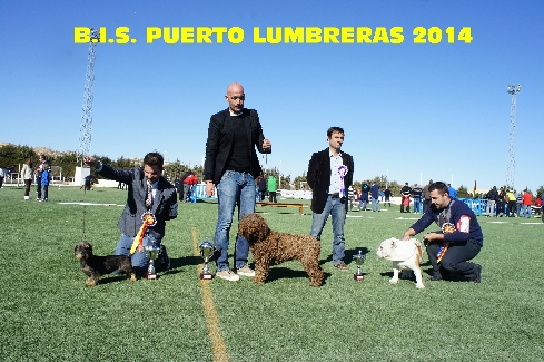 Canina Murciana Juez: 