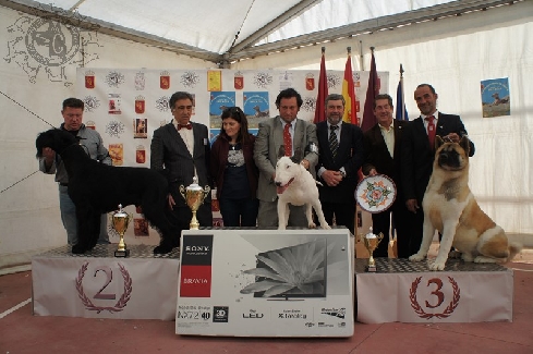 Canina Murciana Juez: 