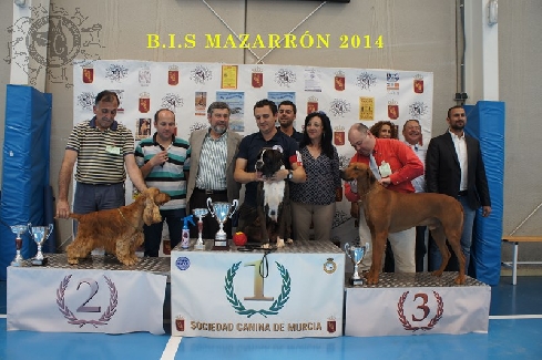 Canina Murciana Juez: 