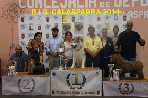 Canina Murciana Juez: 