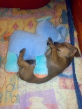 BeBe y su peluche