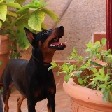 Siempre atenta, Wayra