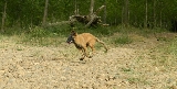 Canguro corriendo