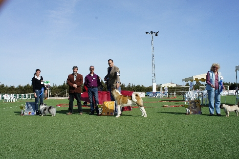 Canina Murciana Juez: 