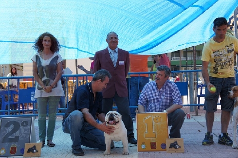Canina Murciana Juez: 