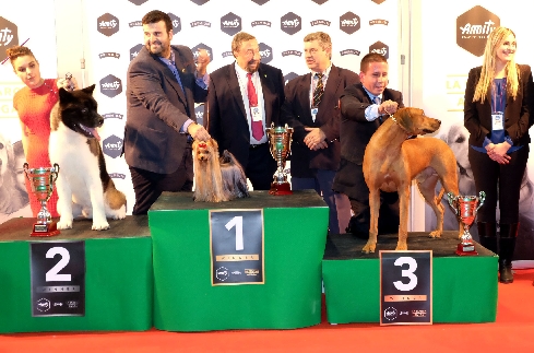 Canina Murciana Juez: 