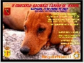 Concurso: II CONCURSO NACIONAL CANINO DE RICOTE