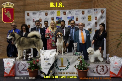 Canina Murciana Juez: 