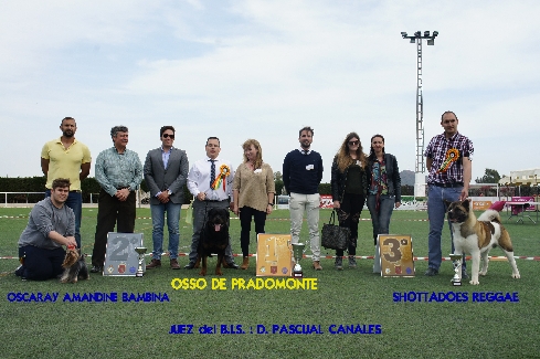 Canina Murciana Juez: 