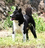 Ch.Bjornehusets Marek