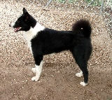 Ch.Bjornehusets Minka