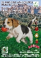 Concurso: XIII  CONCURSO CANINO DE CALASPARRA