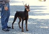 Doberman en ring