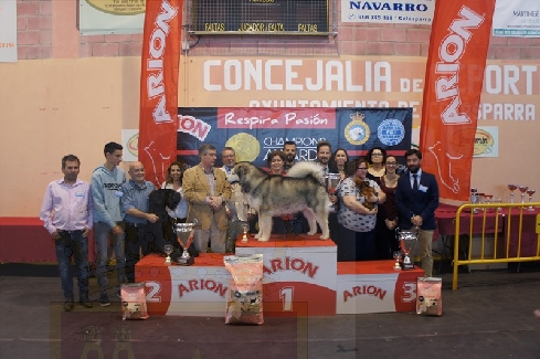 Canina Murciana Juez: 