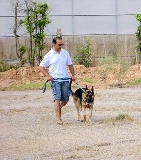 Adiestramiento con Lost