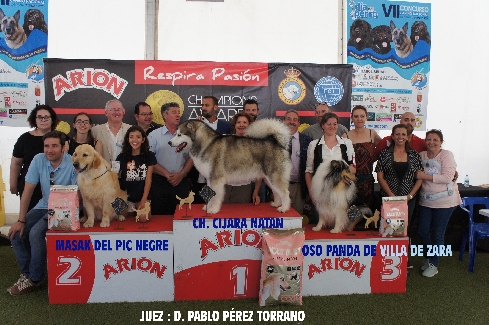 Canina Murciana Juez: 