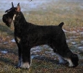 Raza: Schnauzer 