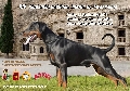 Concurso: XIV CONCURSO CANINO NACIONAL DE CALASPARRA