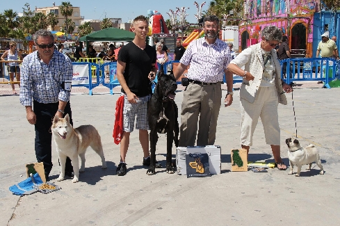 Canina Murciana Juez: 