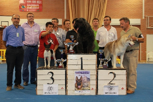 Canina Murciana Juez: 