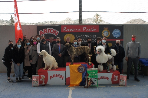 Canina Murciana Juez: 