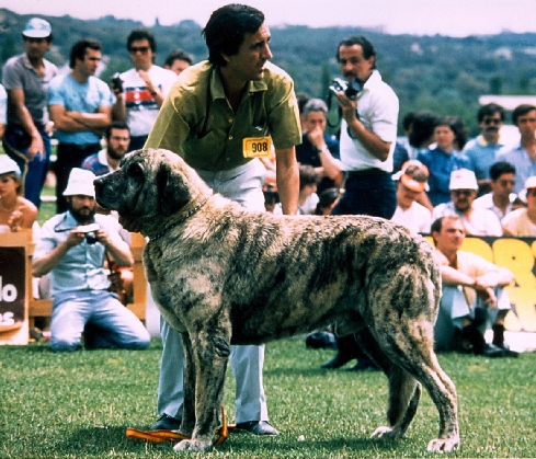 Canina Murciana Juez: 