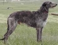 Raza: Deerhound (Lebrel escoces)