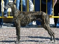 Raza: Galgo espa�ol