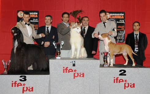 Canina Murciana Juez: 