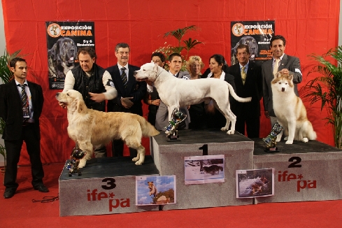 Canina Murciana Juez: 