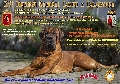 Concurso: CONCURSO CANINO NACIONAL DE CALASPARRA