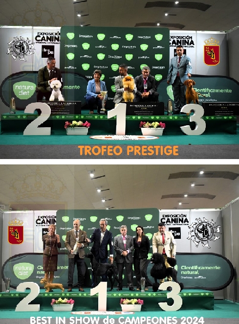 Canina Murciana Juez: 