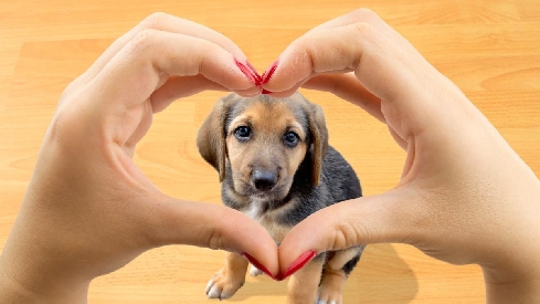 Canina Murciana Juez: 