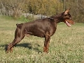Raza: Dobermann