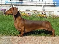 Raza: Teckel