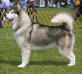 Raza: Alaskan Malamute