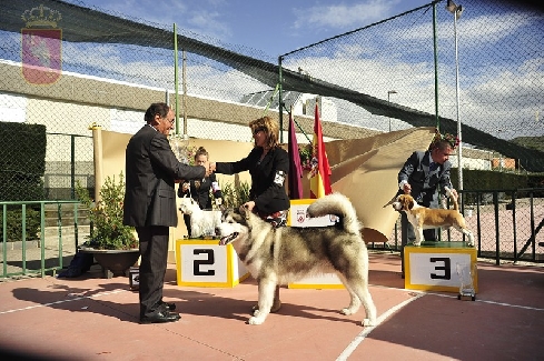Canina Murciana Juez: 