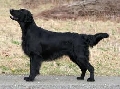 Raza: Flat Coated Retriever de pelo liso