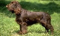 Raza: Field Spaniel