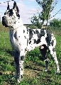 Raza: Dogo Aleman (Gran Danes)