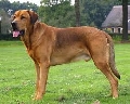 Raza: Broholmer